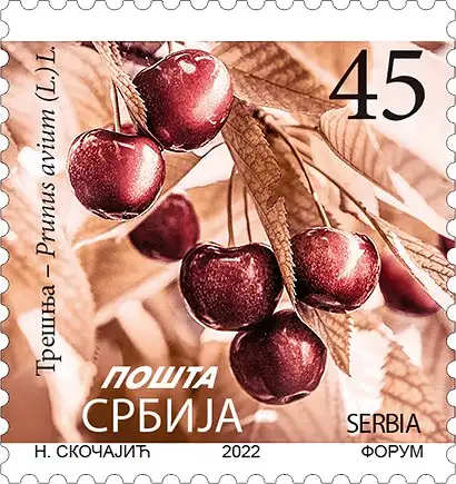 Cherry - Prunus avium (L.) L