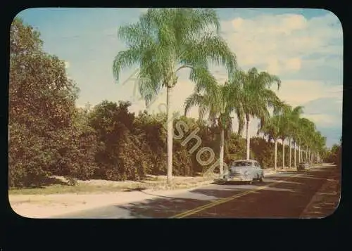 Motoring Thru Florida's Palm Lined Orange grove [KK00-0.413