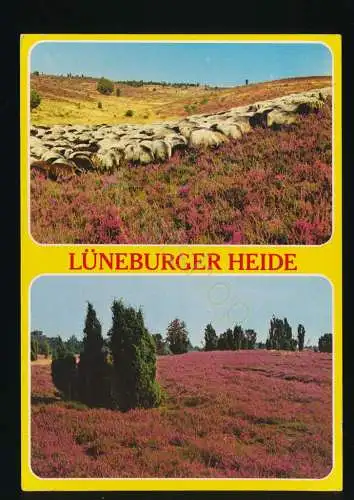 Lüneburger Heide [KK05-1604