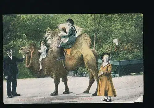 London - Zoo - Camel Riders - Zoologigal Gardens  [KR-072