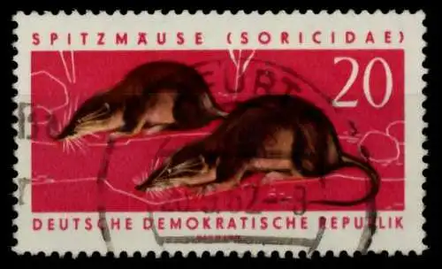 DDR 1962 Nr 871 gestempelt 8DC262
