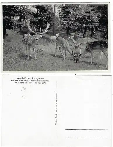 [Ansichtskarte] Wald - Cafe - Hirschgarten bei Bad Homburg. 