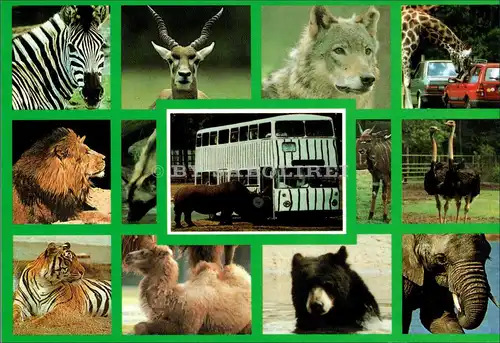 [Echtfotokarte farbig] Serengeti Park. 