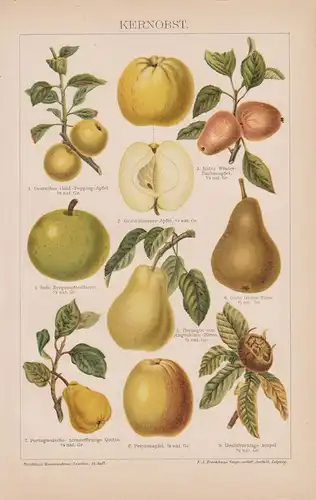 (Brockhaus Konversationslexikon), Kernobst. (Apfel, Birne, Mispel). Chromolithographie