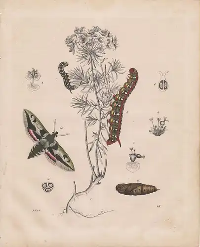 (Ohne Autor), Wolfsmilch und Wolfsmilchschwärmer. (Farbig kolorierter Stahlstich von 1848)