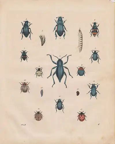 (Ohne Autor), Totengräber. Necrophorus. Käfer. (Farbig kolorierter Stahlstich von 1848)