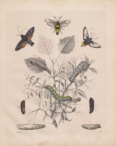 (Ohne Autor), Täubchen und Glasflügler. Schwärmer und Abendfalter. Sphinx stellatarum. Taubenschwänzchen. Macroglossum stellatarum. (Farbig kolorierter Stahlstich von 1848)