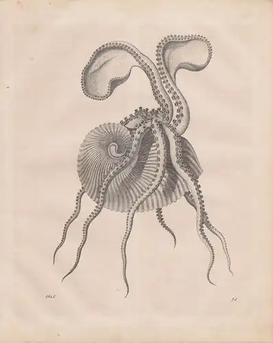 (Ohne Autor), Papiernautilus. Glasboot. (Argonauta. Weichtier. Octopoda). (Stahlstich von 1848)