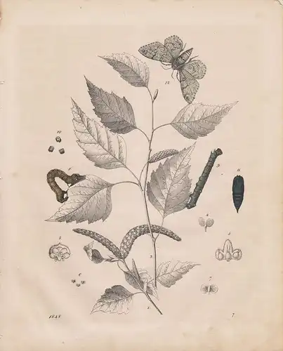 (Ohne Autor), Die Birke und der Birkenspanner. Betula alba. Geometra betularia. Schmetterling. (teilkolorierter Stahlstich von 1848)