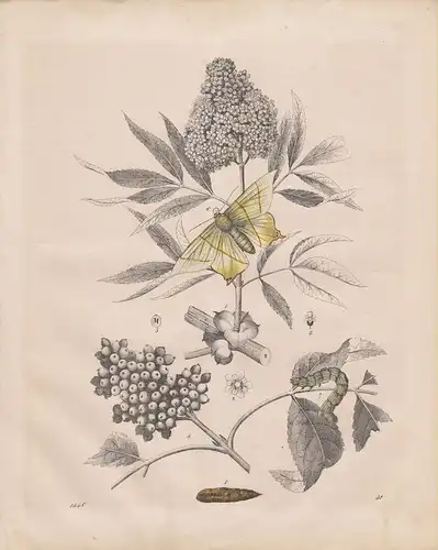 (Ohne Autor), Holunder und Holunderspanner. Nachtschwalbenschwanz (Ourapteryx sambucaria). Schmetterling. (teilkolorierter Stahlstich von 1848)
