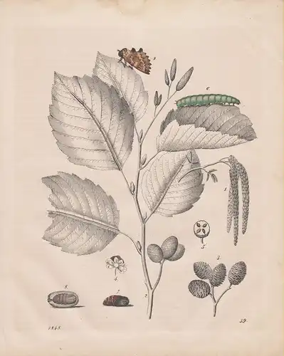 (Ohne Autor), Erle und Erlenspinner. Schmetterling. (teilkolorierter Stahlstich von 1848)