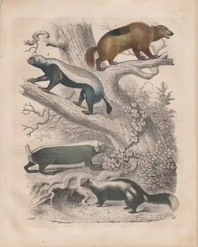 (Ohne Autor), Dachs - u. Fischotterjagd. Dachs. Fischotter. (teilkolor. Stahlstich von 1848)