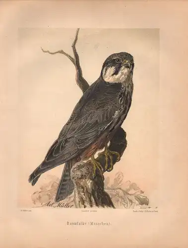 Müller, Adolf (Illustr.) / Deiker, F. (Illustr.), Baumfalke. (Männchen). (Chromolithographie von 1897)