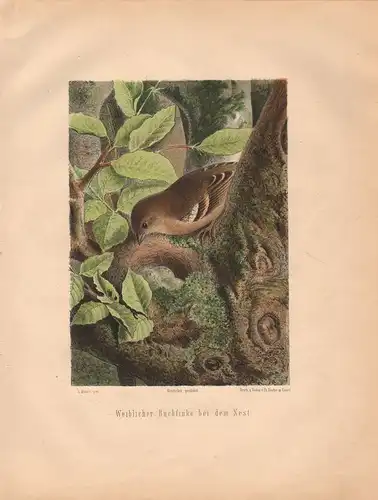 Müller, Adolf / Mützel, G. / Deiker, C.F. (Illustr.), Weiblicher Buchfink (e) bei dem Nest. (Chromolithographie von 1897)