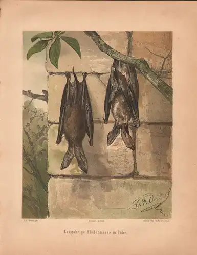 Müller, Adolf / Mützel, G. / Deiker, C.F. (Illustr.), Langohrige Fledermäuse in Ruhe. (Chromolithographie von 1897)