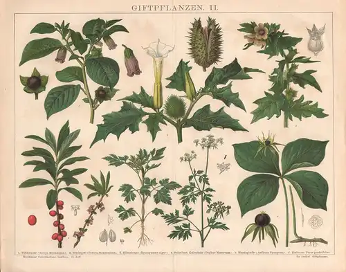 Brockhaus Conversations-Lexikon, Giftpflanzen. II. Tollkirsche, Bilzenkraut u.a., Chromolithographie von (ca. 1885)
