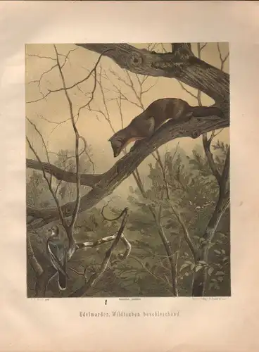 Müller, Adolf / Mützel, G. / Deiker, C.F. (Illustr.), Edelmarder, Wildtauben beschleichend. Marder.(Chromolithographie von 1897)