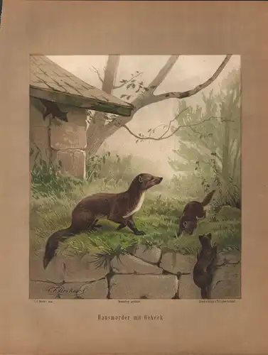 Müller, Adolf / Mützel, G. / Deiker, C.F. (Illustr.), Hausmarder im Geheck. (Chromolithographie von 1897)
