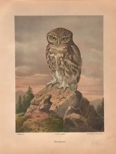 Müller, Adolf / Mützel, G. / Deiker, C.F. (Illustr.), Steinkauz. (Chromolithographie von 1897)