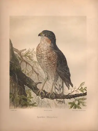 Müller, Adolf / Mützel, G. / Deiker, C.F. (Illustr.), Sperber (Männchen). (Chromolithographie von 1897)