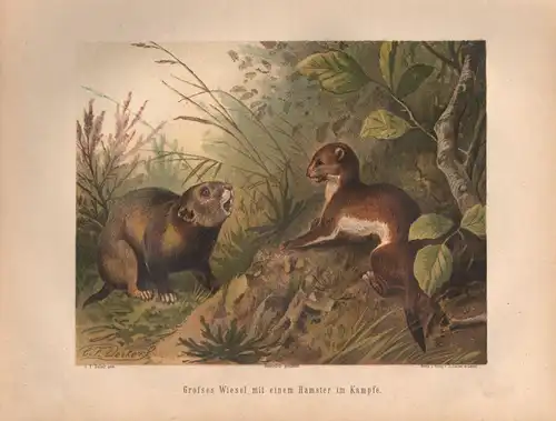 Müller, Adolf / Mützel, G. / Deiker, C.F. (Illustr.), Großes Wiesel mit einem Hamster im Kampfe. (Chromolithographie von 1897)