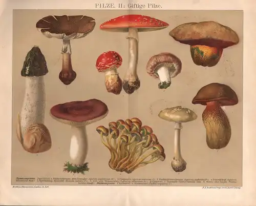 Brockhaus Konversations-Lexikon, Pilze. II: Giftige Pilze. Knollenblätterschwamm. Schwefelkopf u.a.  Chromolithographie von (ca. 1885)