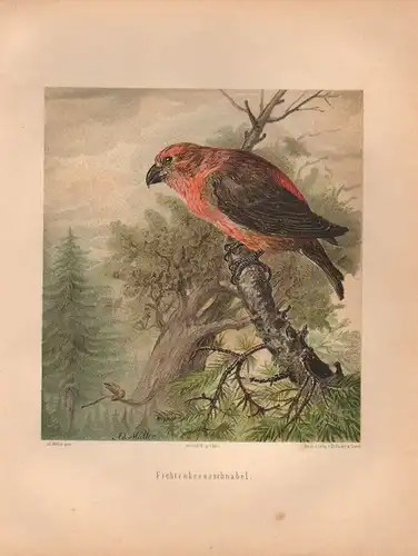 Müller, Adolf / Mützel, G. / Deiker, C.F. (Illustr.), Fichtenkreuzschnabel. (Chromolithographie von 1897)