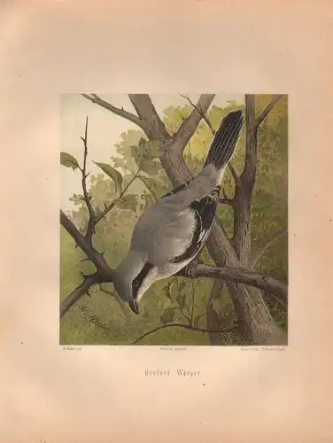 Müller, Adolf / Mützel, G. / Deiker, C.F. (Illustr.), Grosser Würger. (Chromolithographie von 1897)