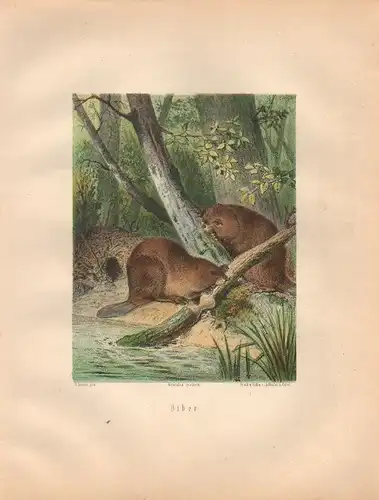 Müller, Adolf / Mützel, G. / Deiker, C.F. (Illustr.), Biber. (Chromolithographie von 1897)