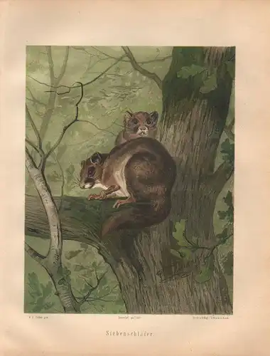 Müller, Adolf / Mützel, G. / Deiker, C.F. (Illustr.), Siebenschläfer. (Chromolithographie von 1897)