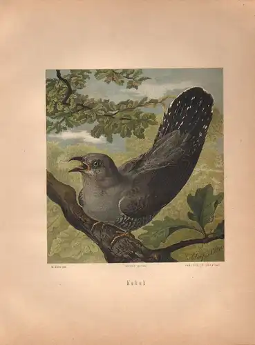 Müller, Adolf / Mützel, G. / Deiker, C.F. (Illustr.), Kukuk. (Kuckuck). (Chromolithographie von 1897)