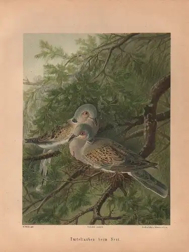 Müller, Adolf / Mützel, G. / Deiker, C.F. (Illustr.), Turteltauben beim Nest. (Chromolithographie von 1897)