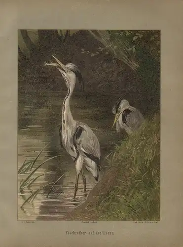 Müller, Adolf / Mützel, G. / Deiker, C.F. (Illustr.), Fischreiher auf der Lauer. (Chromolithographie von 1897)