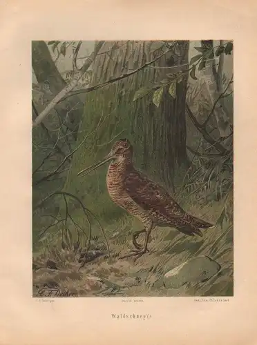 Müller, Adolf / Mützel, G. / Deiker, C.F. (Illustr.), Waldschnepfe. (Chromolithographie von 1897)