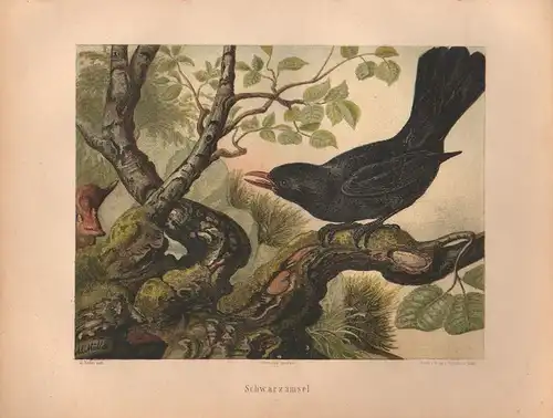 Müller, Adolf / Mützel, G. / Deiker, C.F. (Illustr.), Schwarzamsel. Amsel. (Chromolithographie von 1897)