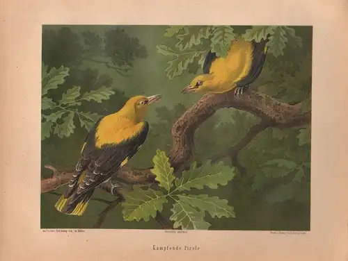 Müller, Adolf / Mützel, G. / Deiker, C.F. (Illustr.), Kämpfende Pirole. (Pirol). (Chromolithographie von 1897)