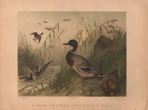Müller, Adolf / Mützel, G. / Deiker, C.F. (Illustr.), Krick-und Stockente. Schopf- oder Moorenten.  (Chromolithographie von 1897)