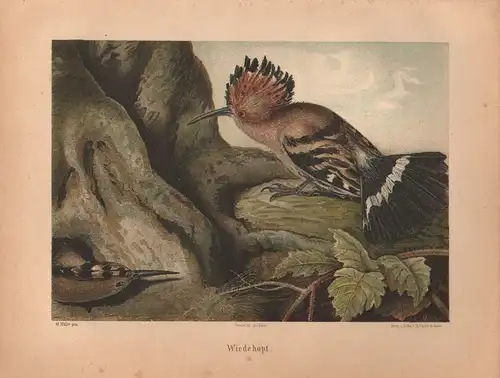 Müller, Adolf / Mützel, G. / Deiker, C.F. (Illustr.), Wiedehopf.  (Chromolithographie von 1897)