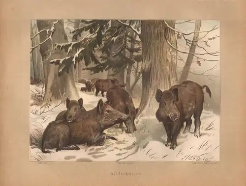 Müller, Adolf / Mützel, G. / Deiker, C.F. (Illustr.), Wildschweine.  (Chromolithographie von 1897)