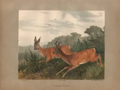 Müller, Adolf / Mützel, G. / Deiker, C.F. (Illustr.), Treibender Rehbock.  (Chromolithographie von 1897)