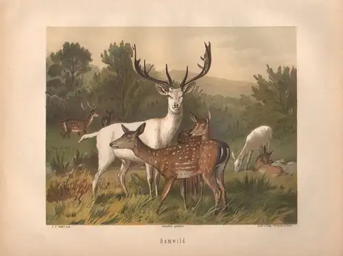 Müller, Adolf / Mützel, G. / Deiker, C.F. (Illustr.), Damwild.  (Chromolithographie von 1897)