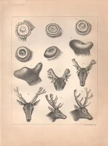 Müller, Adolf / Mützel, G. / Deiker, C.F. (Illustr.), Geweih. Geweihentwicklung.   (Lithographie von 1897)