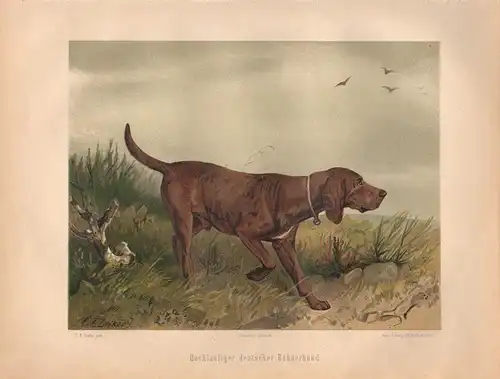 Müller, Adolf / Mützel, G. / Deiker, C.F. (Illustr.), Hochläufiger deutscher Hühnerhund.   (Chromolithographie von 1897)