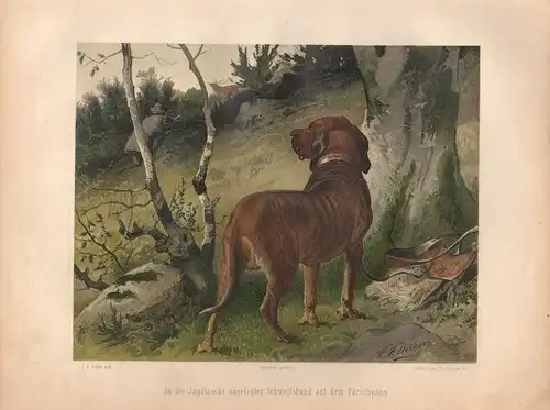 Müller, Adolf / Mützel, G. / Deiker, C.F. (Illustr.), An der Jagdtasche angelegter Schweißhund auf dem Pürschgang (Pirsch). (Chromolithographie von 1897)