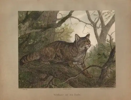 Müller, Adolf / Mützel, G. / Deiker, C.F. (Illustr.), Wildkater auf dem Raube. (Chromolithographie von 1897)