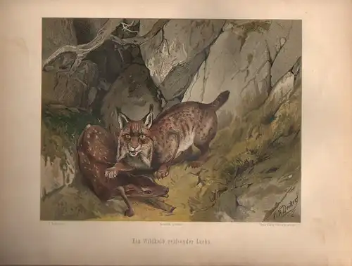 Müller, Adolf / Mützel, G. / Deiker, C.F. (Illustr.), Ein Wildkalb reißender Luchs. (Chromolithographie von 1897)