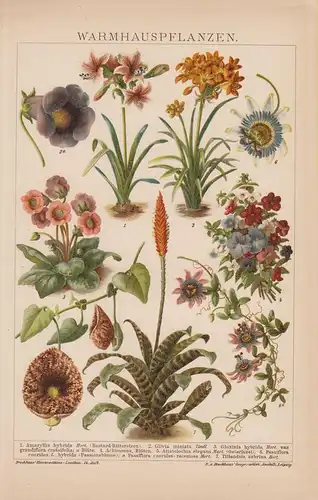 Brockhaus Konversations-Lexikon (Hrsg.), Warmhauspflanzen. Passionsblume,  Osterluzei u.a. (Chromolithographie von 1902)