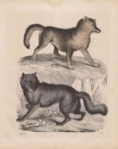 (Ohne Autor), Wolf. Canis lupus. (teilkolorierter Stahlstich von 1848)