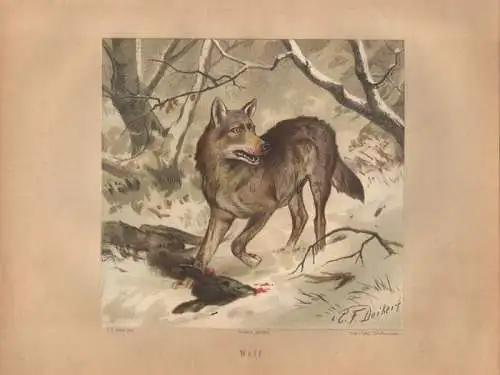 Müller, Adolf / Mützel, G. / Deiker, C.F. (Illustr.), Wolf. (Chromolithographie von 1897)