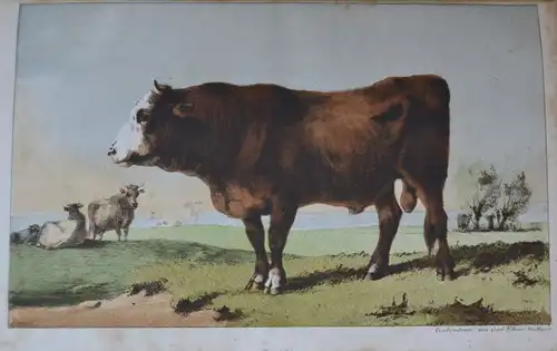 Baumeister, Wilhelm: Handbuch der landwirthschaftlichen Thierkunde und Thierzucht. Für Thierärzte, Landwirthe, Gestütsbeamte etc. Neu herausgegeben von F. M. Duttenhofer, G. A. Rueff und G. F. Schmidt. 